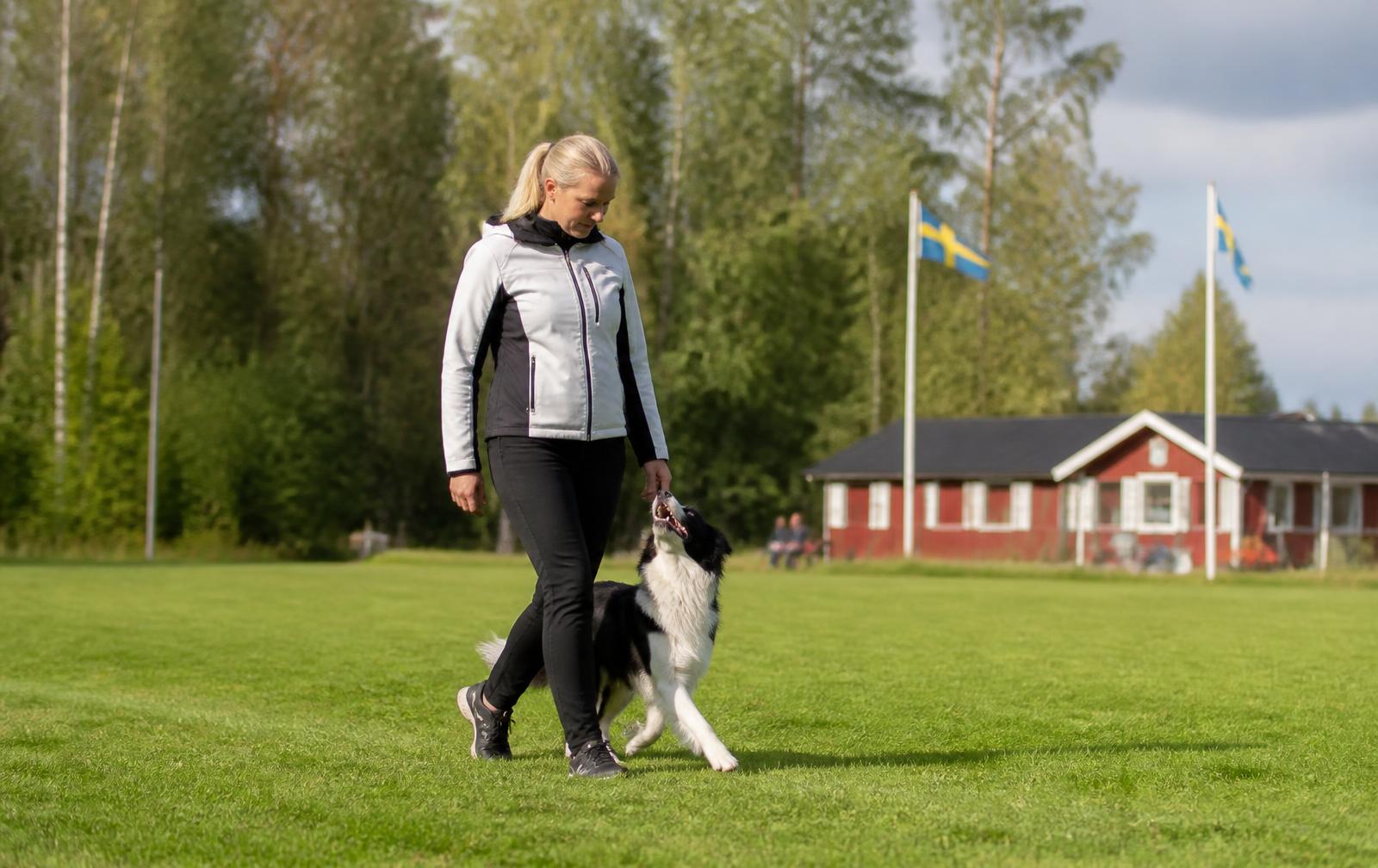 Hundförare tränar med sin border collie på Örebro Brukshundklubbs träningsfält